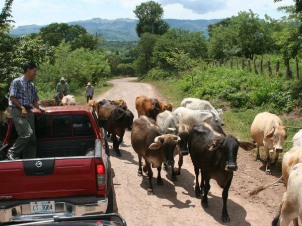 [:nl]Foto van koeien op de weg in Chontales[:]